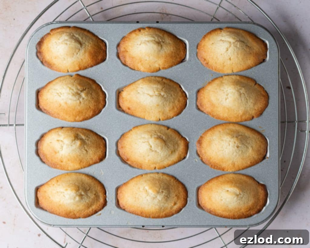 Freshly baked vegan Madeleines still in their shell-shaped tin, showcasing their perfectly golden color and distinct humps.