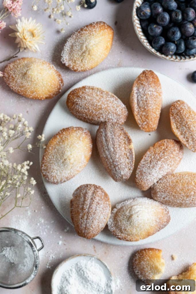 Beautifully arranged vegan Madeleines dusted with icing sugar, presented on a white plate alongside dried flowers and fresh blueberries, creating an inviting scene.