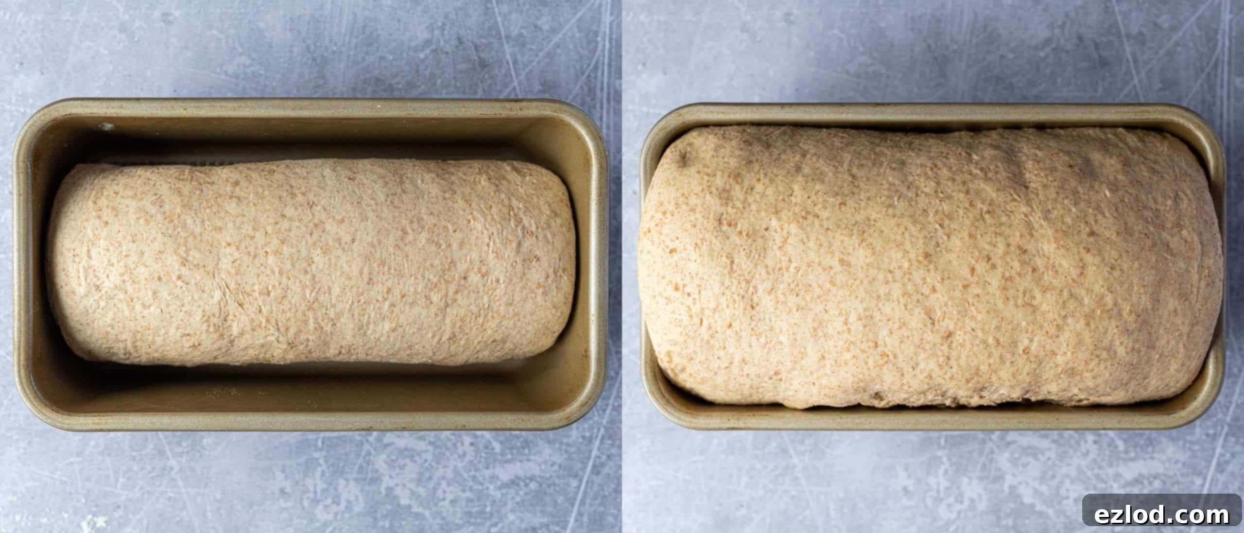 A two-image collage showing the dough's second rise: the dough log freshly placed in the loaf tin, followed by a shot of it significantly risen, cresting over the top of the tin and ready for baking.