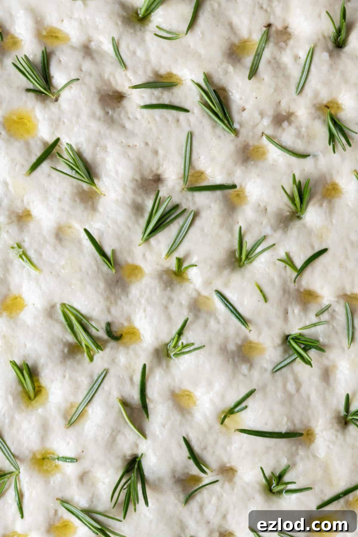 Close-up view of unbaked focaccia dough, beautifully topped with a generous drizzle of olive oil and fresh rosemary sprigs, ready for the oven.