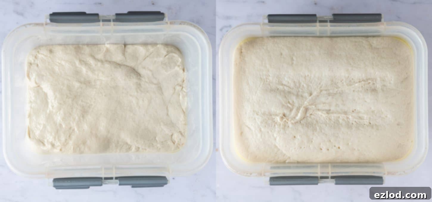 Focaccia dough in a plastic container, after its first rise, visibly doubled in size and puffy.