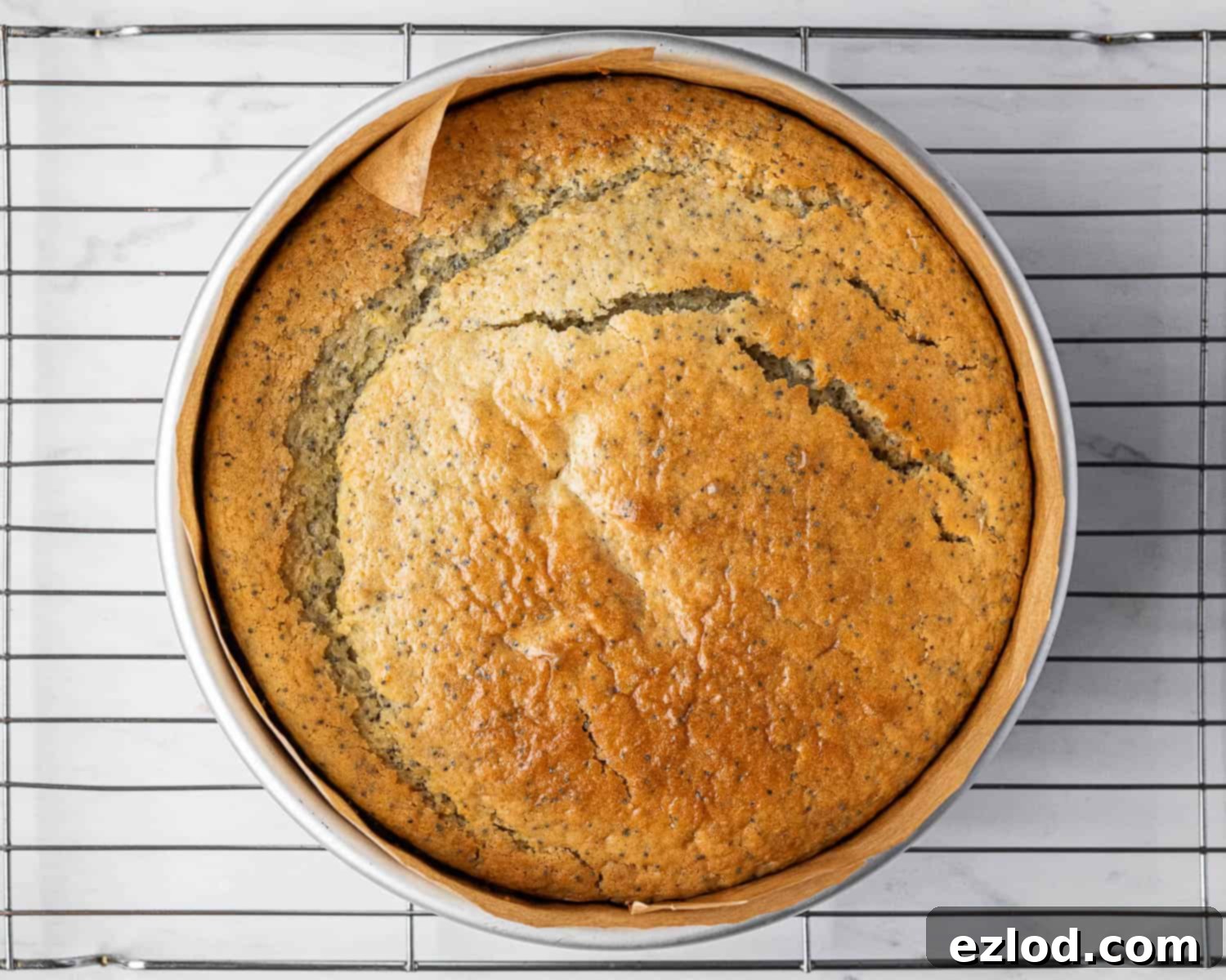 Zesty Vegan Lemon Poppy Seed Cake 9 Step 5: The perfectly baked vegan lemon poppy seed cake, golden-brown and slightly domed, just out of the oven in its round tin.