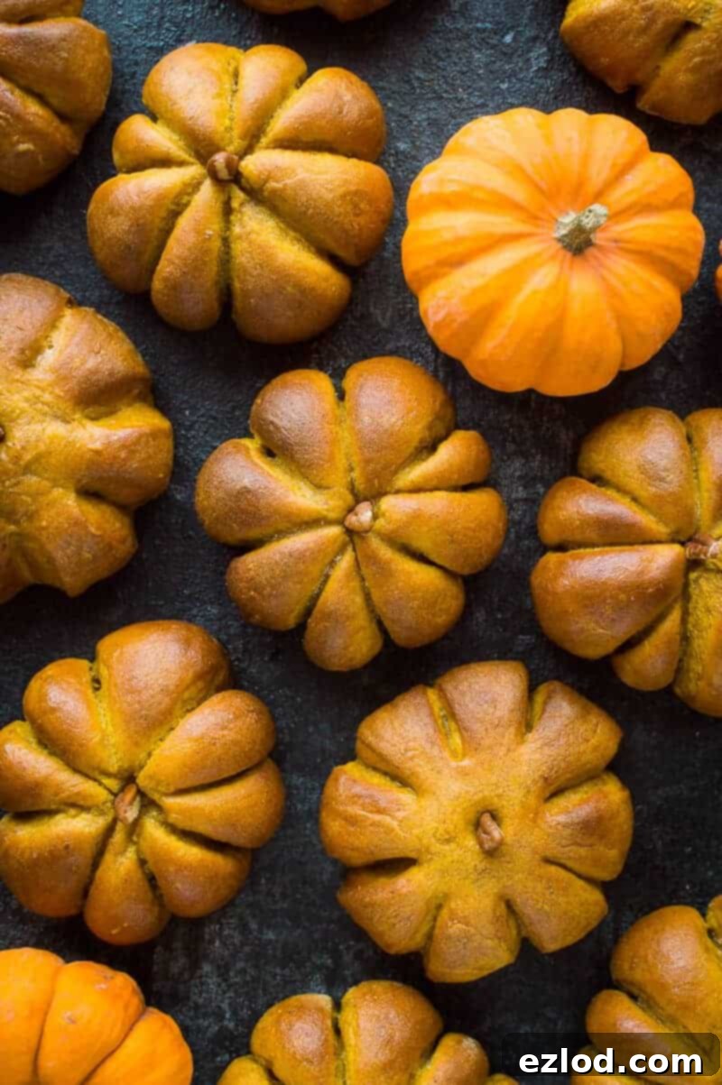 Spiced Pumpkin Bread Rolls 3 Pumpkin flavoured bread rolls shaped like pumpkins on a black background with fresh mini pumpkins.
