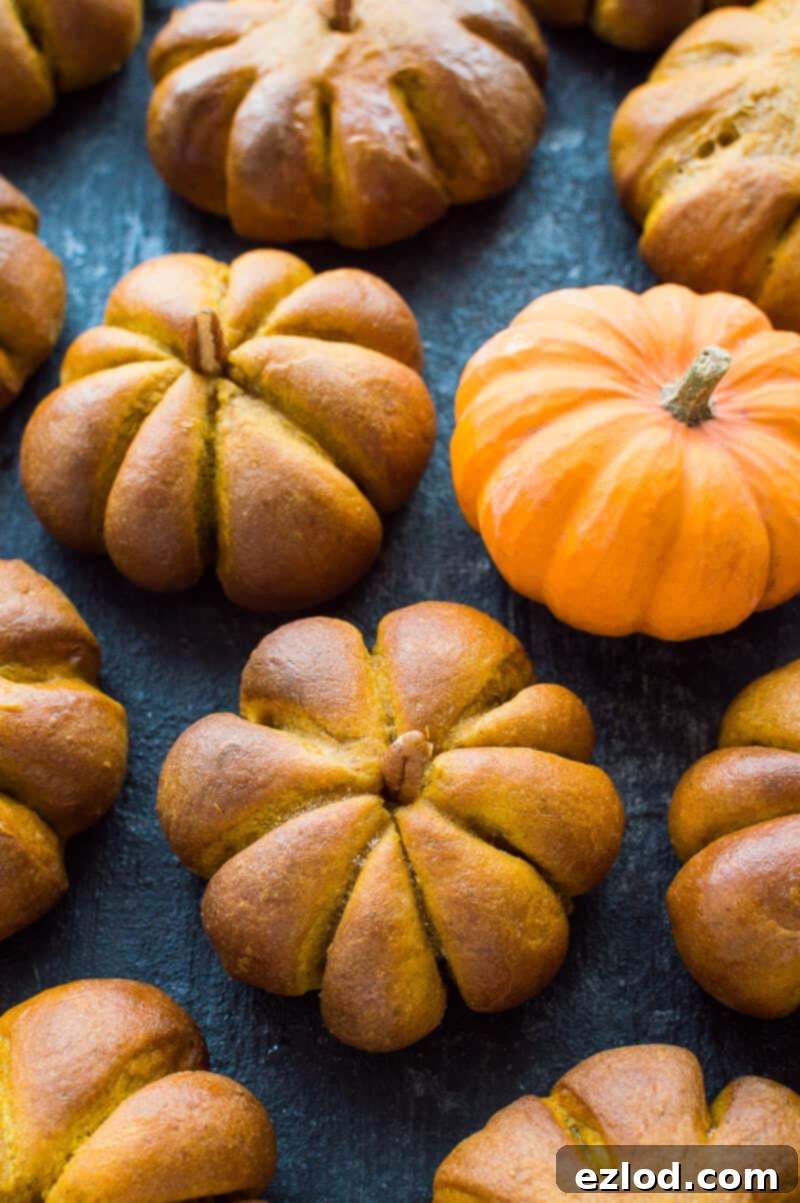 Spiced Pumpkin Bread Rolls 4 Pumpkin flavoured dinner rolls shaped like little pumpkins on a balck background with mini fresh pumpkins.